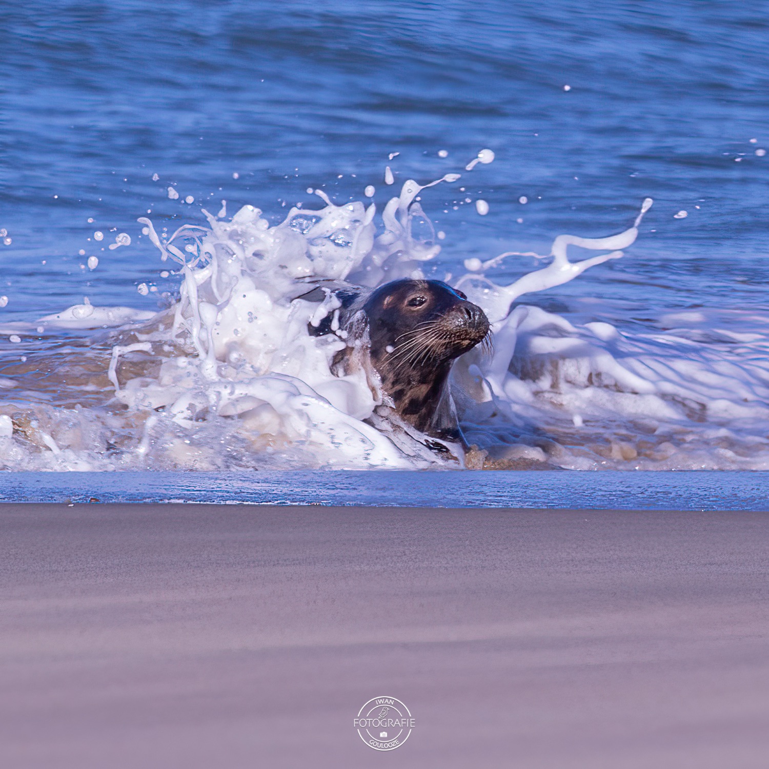 08 januari 2023 141909 1R2A0724 bewerkt 2